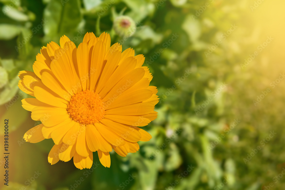 Blooming calendula in garden background. Colorful flowers landscape. Blooming calendula in garden background. Colorful flowers landscape.