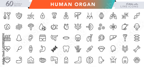Human organ body part line icon set. Biology, health, body ache, anatomy outline icon collection. UI thin outline icon pack