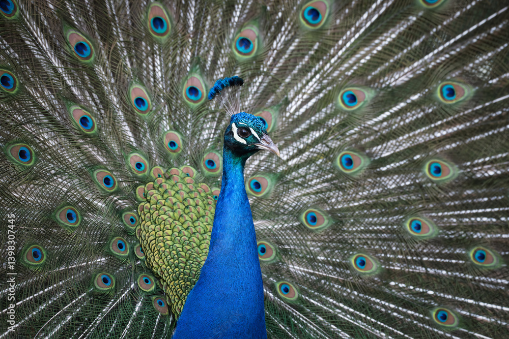 Fototapeta premium Male Indian peacock (Pavo cristatus) performing courtship display, Belgium