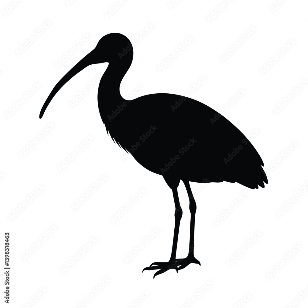 Fototapeta premium Ibis Silhouette Vector Art – Black and White Ibis Bird Illustration