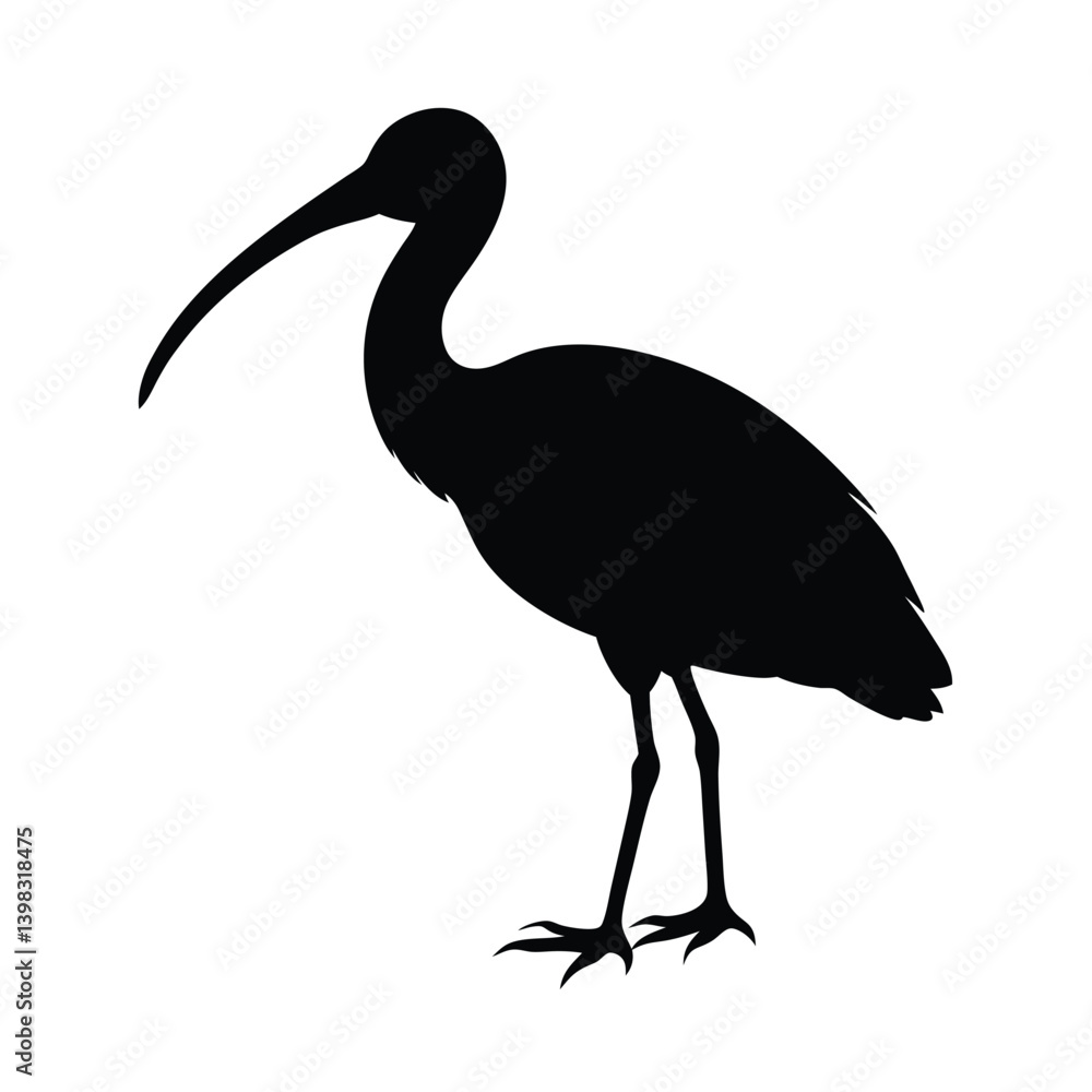 Fototapeta premium Ibis Silhouette Vector Art – Black and White Ibis Bird Illustration