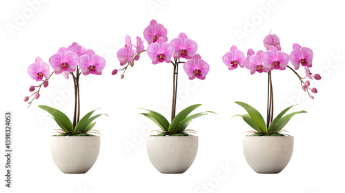 Wallpaper Mural Three blooming pink Phalaenopsis orchid plants in matching white pots creating a graceful display suitable for home decor advertising. Torontodigital.ca