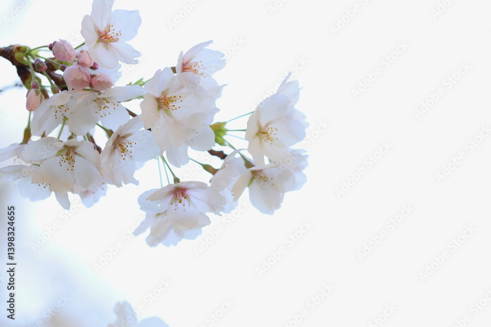 Obraz premium 清楚なソメイヨシノのクローズアップ 白背景