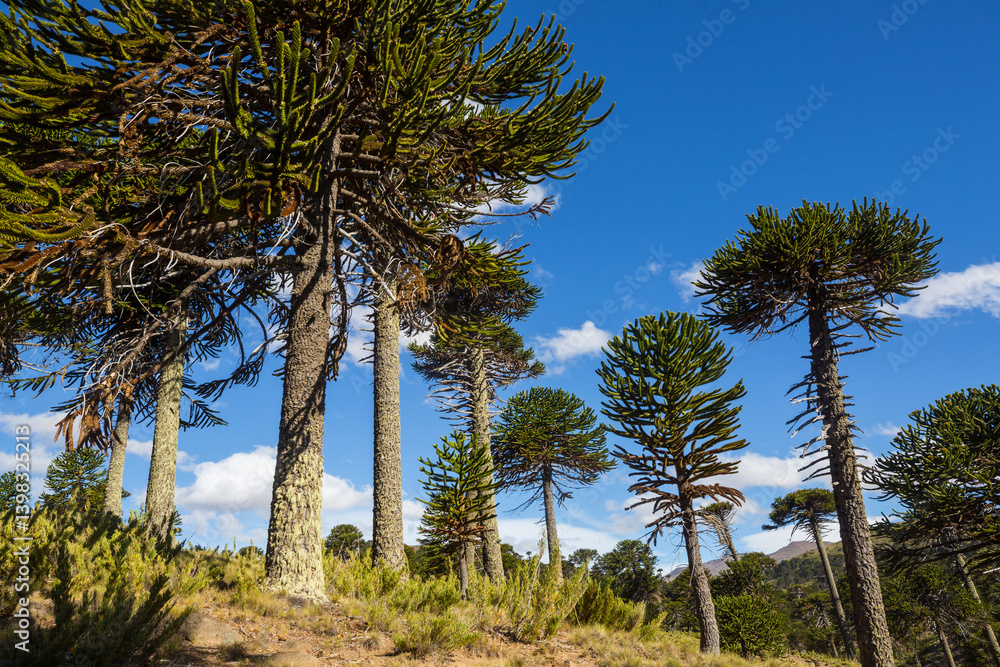 Obraz premium Araucaria