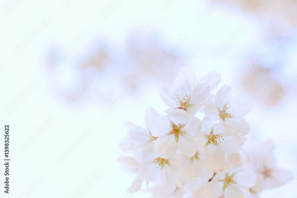 Fototapeta premium 清楚なソメイヨシノのクローズアップ 空背景