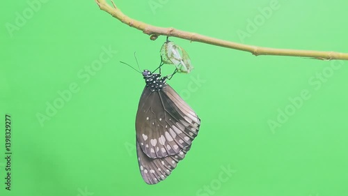 Butterfly Hangs on Pupa Clinging to Branches, Green Screen Background