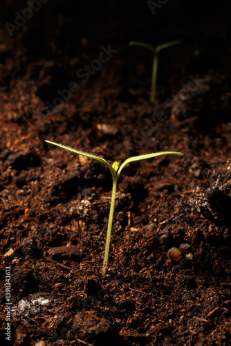Tableau sur toile A small green plant is growing in the dirt