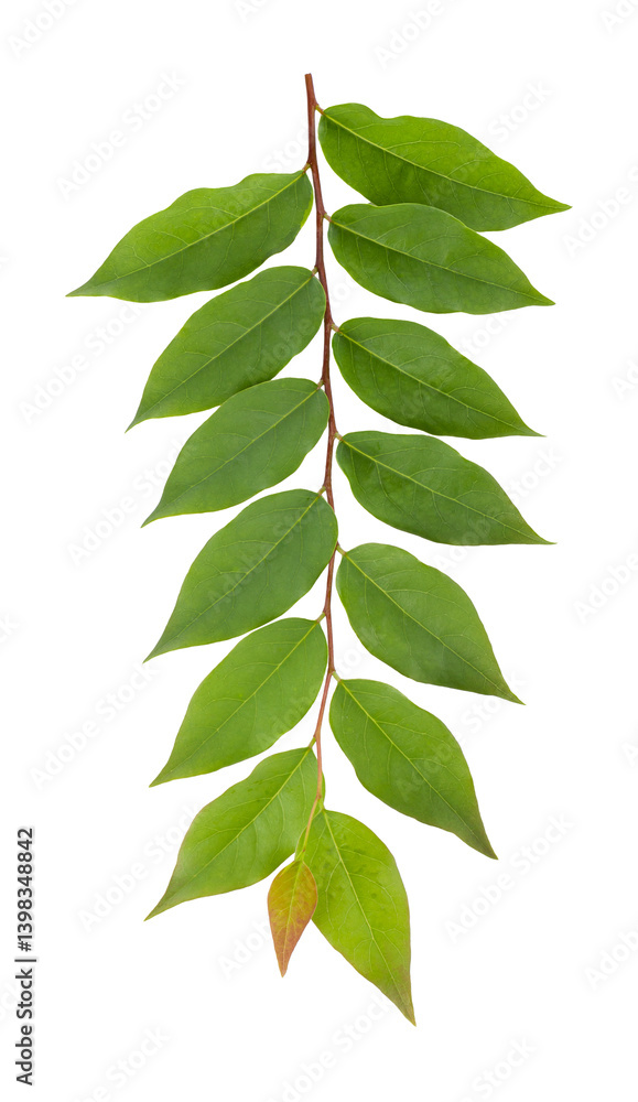 fresh green leaves isolated on a transparent background