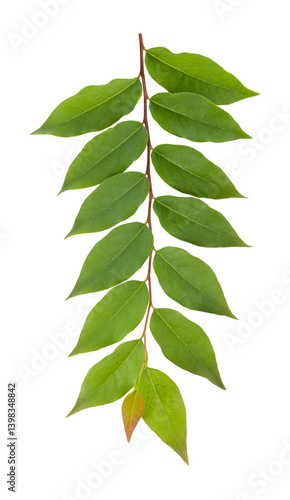 Obraz na płótnie fresh green leaves isolated on a transparent background w salonie
