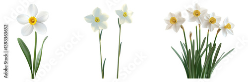 Set of beautiful daffodil flower Clipart isolated on a transparent background