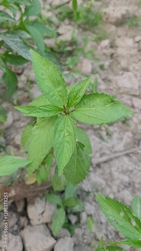Wallpaper Mural small tree growup into the nature Torontodigital.ca