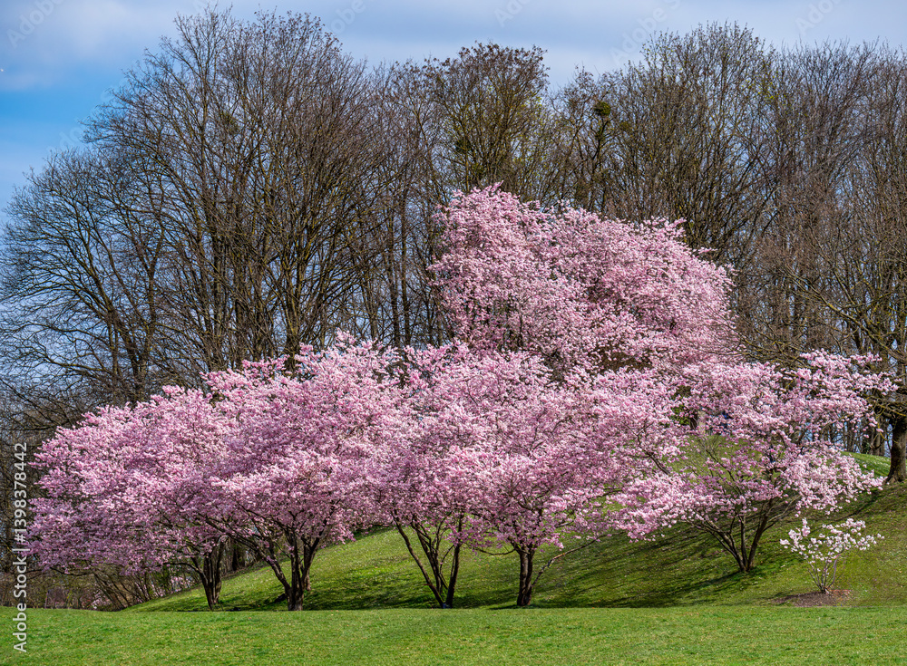 Kirschblüte im Frühling, Japanische Blütenkirsche, Grannenkirsche, Orientalische Kirsche, Grannenkirschbaum, Japanischer Blütenkirschbaum (Prunus serrulata) in München, Bayern, Deutschland