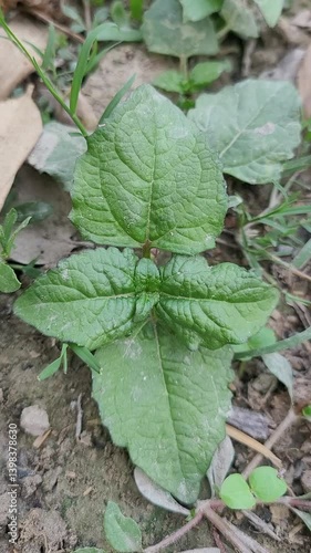 Wallpaper Mural small tree growup into the nature Torontodigital.ca