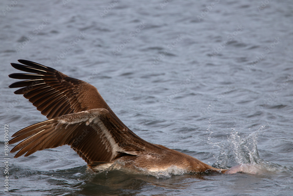 Fototapeta premium Comical brown pelican moving around on water in a saltwater marsh. 