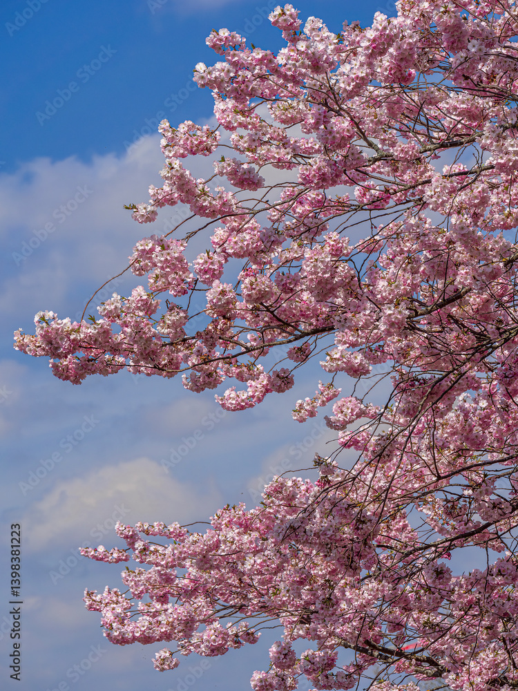 Kirschblüte im Frühling, Japanische Blütenkirsche, Grannenkirsche, Orientalische Kirsche, Grannenkirschbaum, Japanischer Blütenkirschbaum (Prunus serrulata), München, Bayern, Deutschland