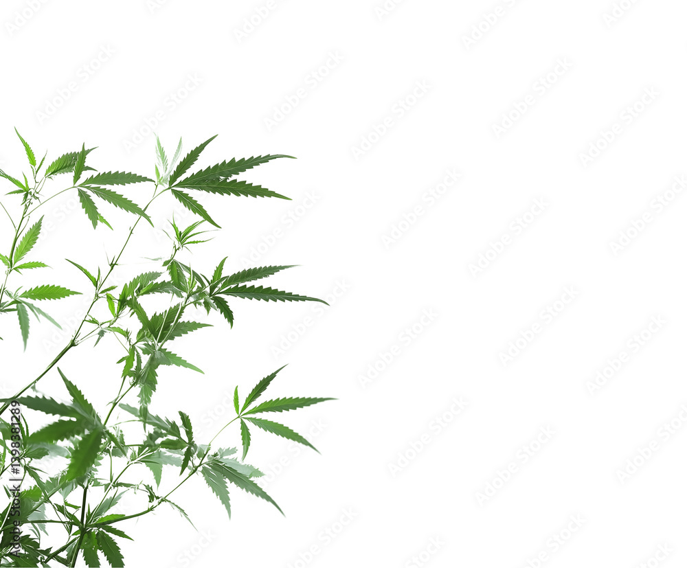 Fototapeta premium Single Green Leaf Isolated on Transparent Background