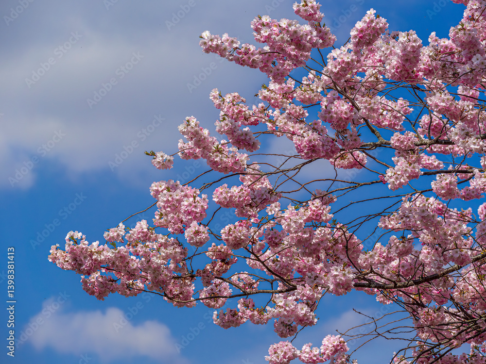 Kirschblüte im Frühling, Japanische Blütenkirsche, Grannenkirsche, Orientalische Kirsche, Grannenkirschbaum, Japanischer Blütenkirschbaum (Prunus serrulata), München, Bayern, Deutschland
