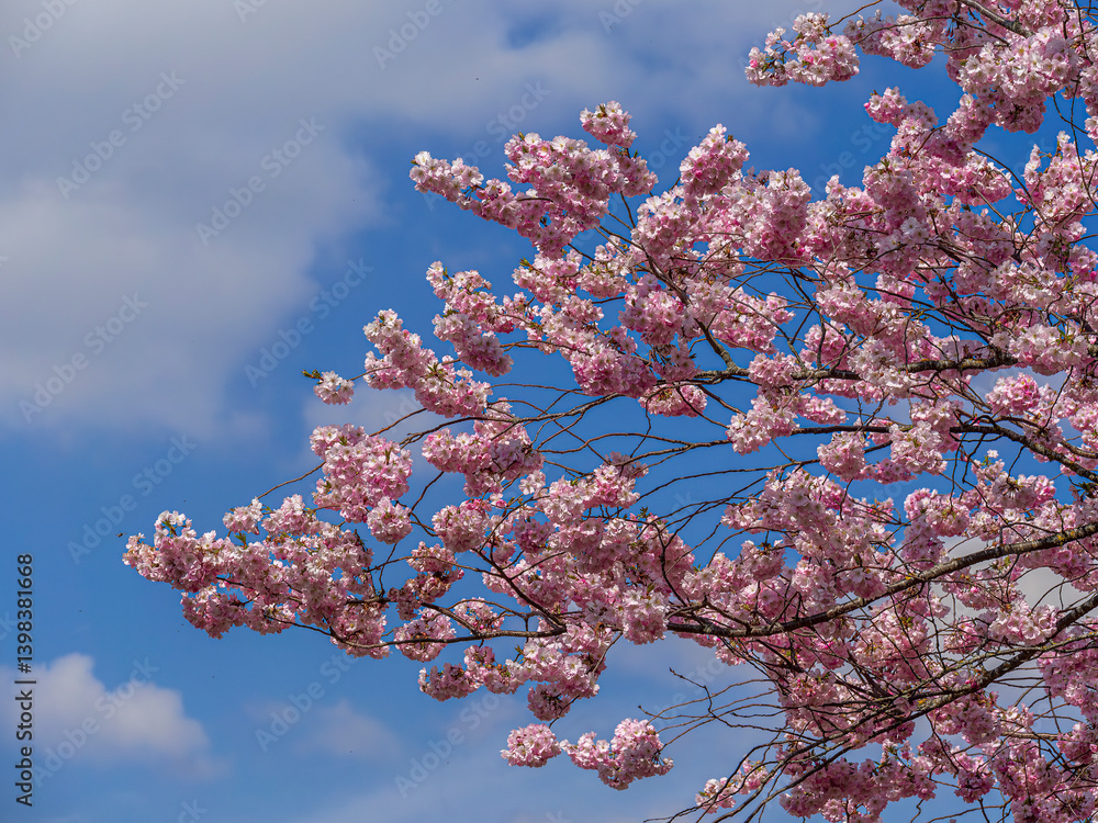 Kirschblüte im Frühling, Japanische Blütenkirsche, Grannenkirsche, Orientalische Kirsche, Grannenkirschbaum, Japanischer Blütenkirschbaum (Prunus serrulata), München, Bayern, Deutschland