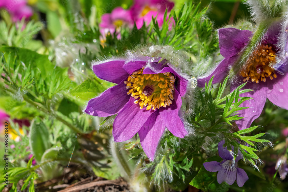 Gewöhnliche Kuhschelle (Pulsatilla vulgaris), blühend, Bayern, Deutschland, Europa