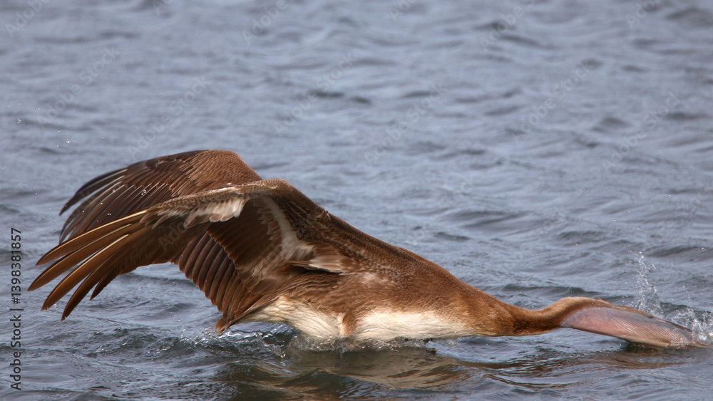 Fototapeta premium Brown pelican swimming in saltwater marsh eating gulping prey. 