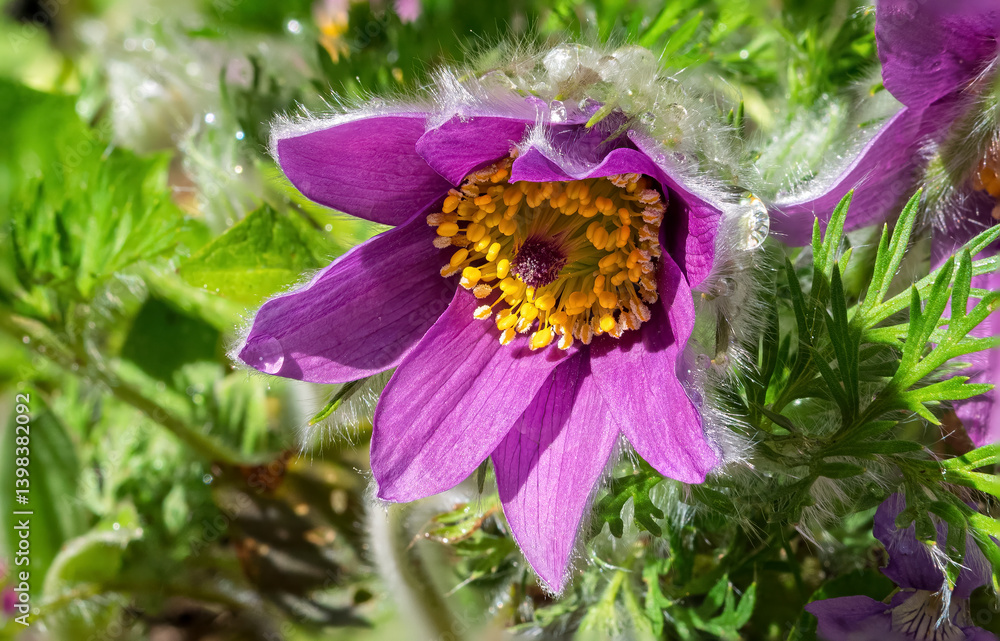 Gewöhnliche Kuhschelle (Pulsatilla vulgaris), blühend, Bayern, Deutschland, Europa