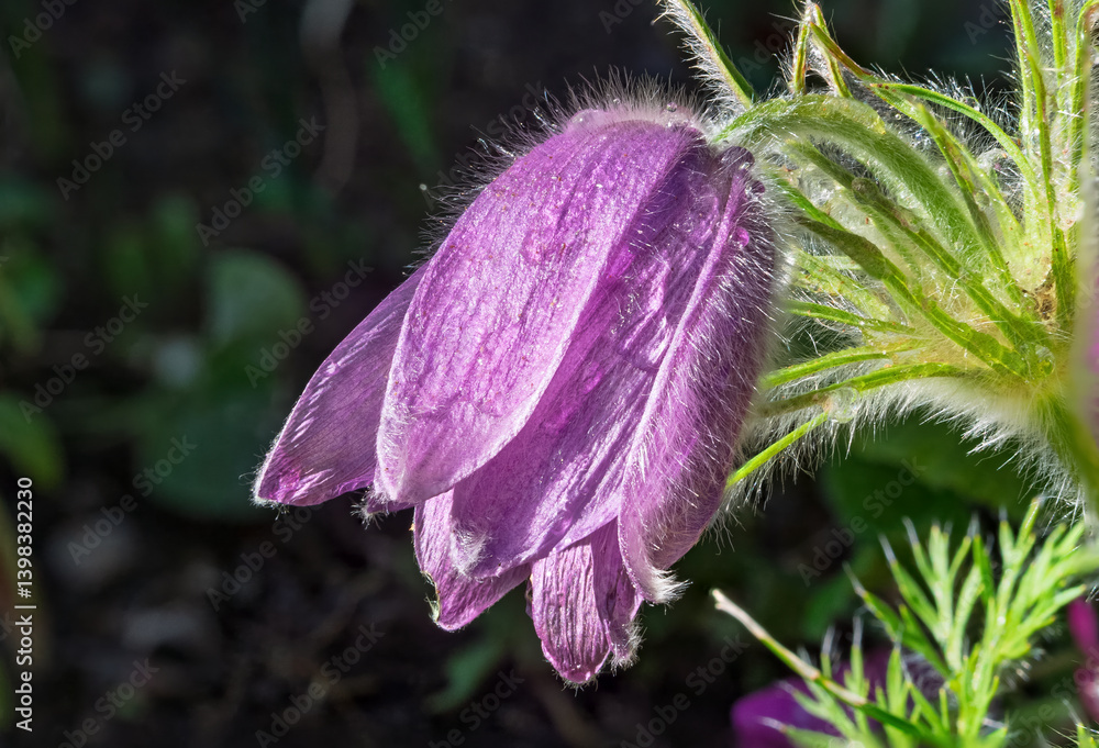 Gewöhnliche Kuhschelle (Pulsatilla vulgaris), blühend, Bayern, Deutschland, Europa