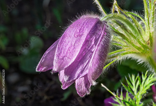 Obraz na płótnie Gewöhnliche Kuhschelle (Pulsatilla vulgaris), blühend, Bayern, Deutschland, Europa w salonie