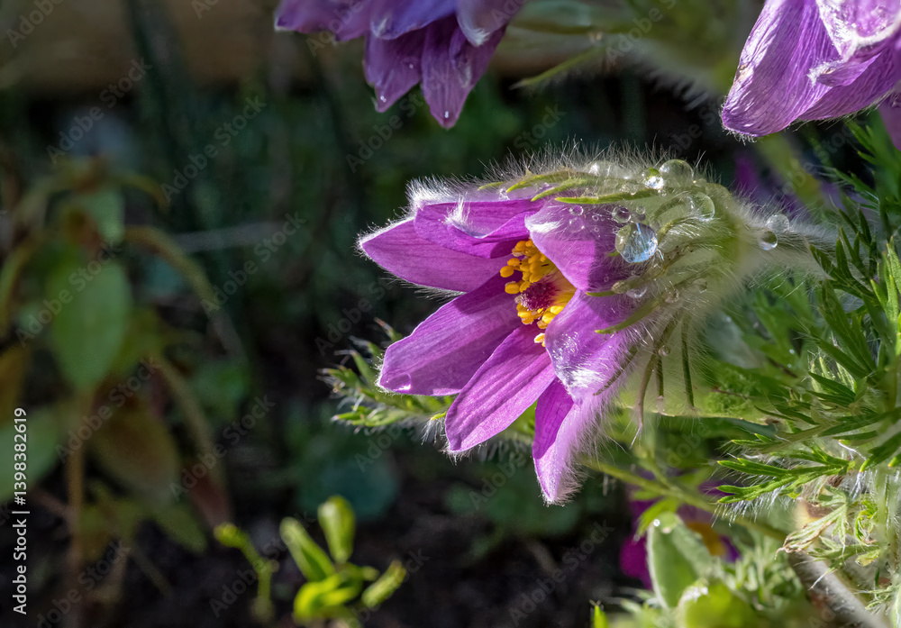 Gewöhnliche Kuhschelle (Pulsatilla vulgaris), blühend, Bayern, Deutschland, Europa