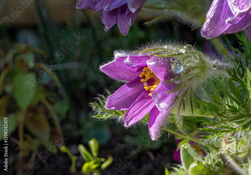Obraz na płótnie Gewöhnliche Kuhschelle (Pulsatilla vulgaris), blühend, Bayern, Deutschland, Europa w salonie