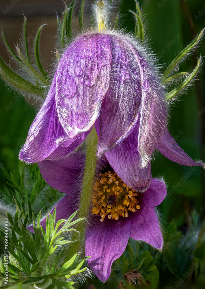 Gewöhnliche Kuhschelle (Pulsatilla vulgaris), blühend, Bayern, Deutschland, Europa