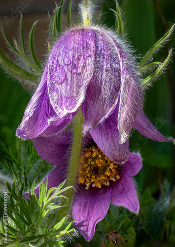 Obraz na płótnie Gewöhnliche Kuhschelle (Pulsatilla vulgaris), blühend, Bayern, Deutschland, Europa w salonie