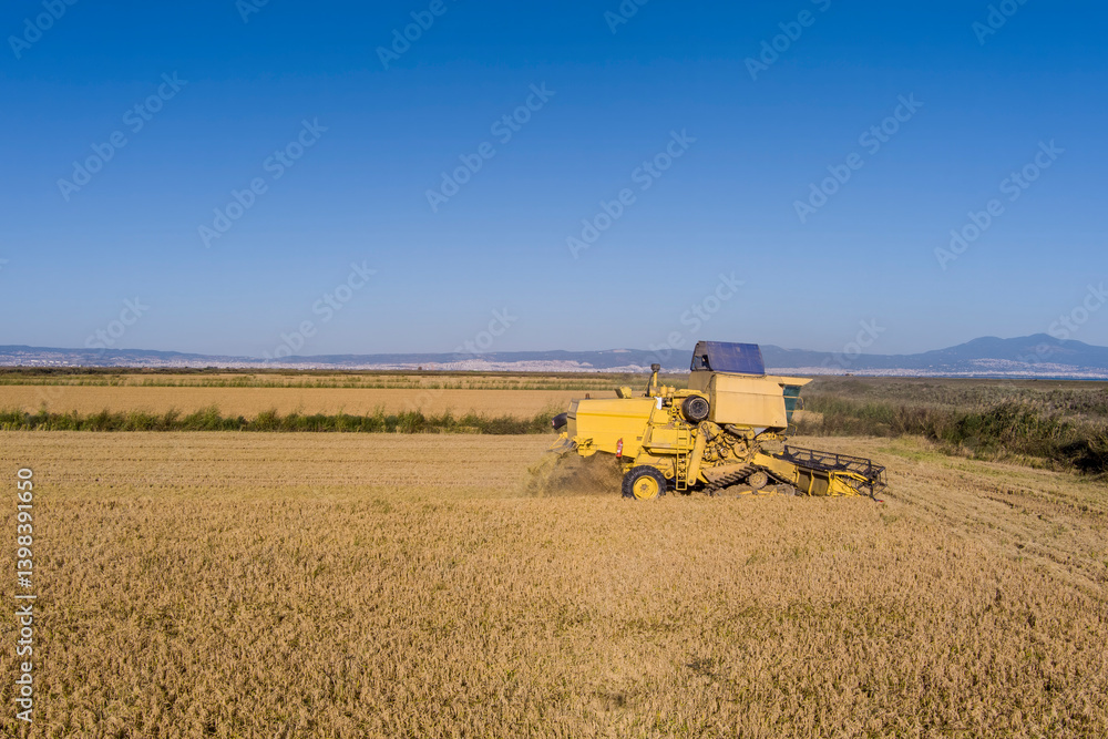 Fototapeta premium A combine harvester cuts and collects rice as it moves through a field, creating neat rows