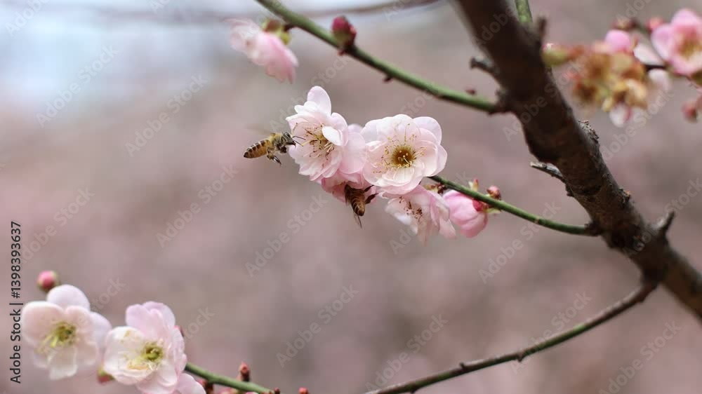4k Video of Beautiful Spring Blooming Pink Plum Blossoms With Nectar Gathering Bees 4k Video of Beautiful Spring Blooming Pink Plum Blossoms With Nectar Gathering Bees