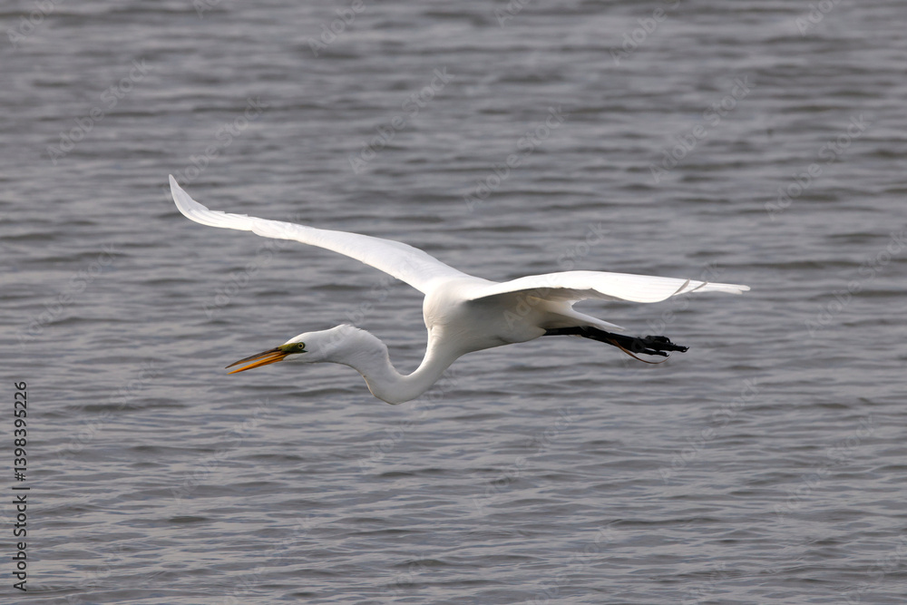 Majestic big white bird egret in flight on sunny spring day. Majestic big white bird egret in flight on sunny spring day.
