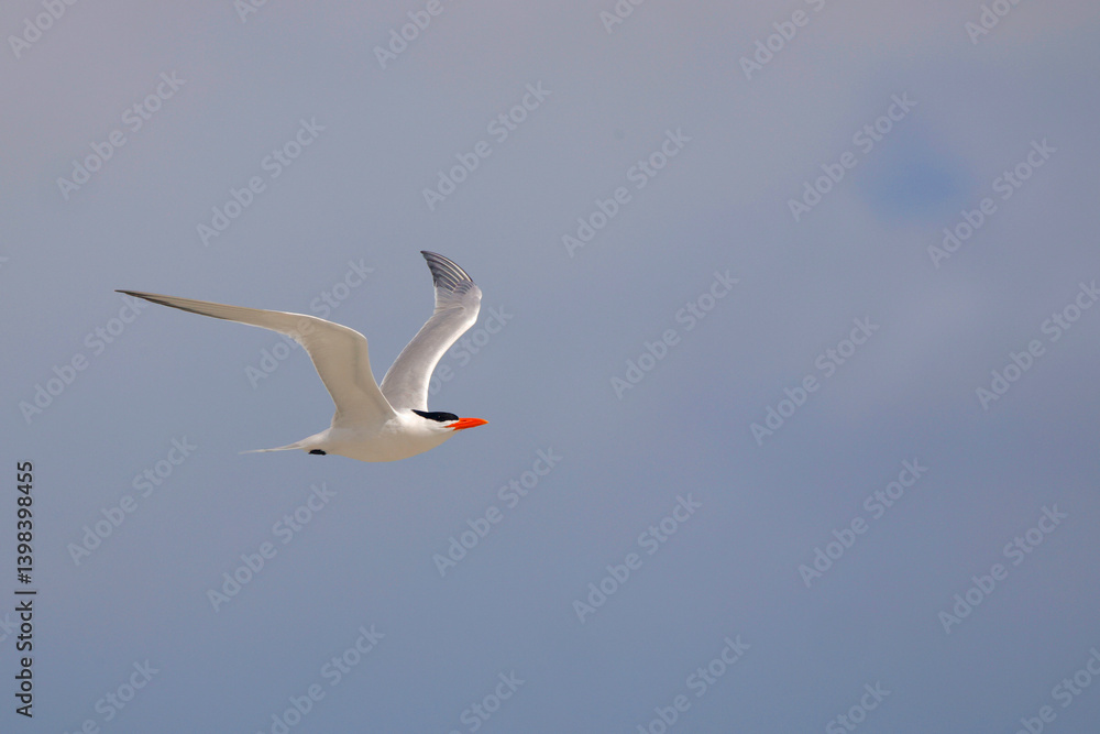 Fototapeta premium Common tern seashore bird in flight on sunny day. 