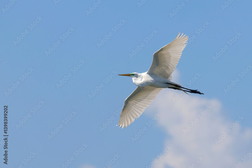 Majestic big white bird egret in flight on sunny spring day. 