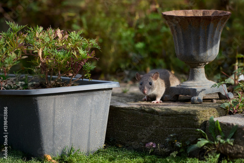 Small brown rodent perched on stone slab amidst garden foliage and decorative elements, exuding natural curiosity and adaptability