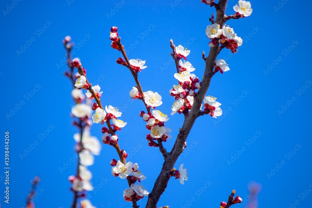 Beautiful apricot blossom, apricot blossom against a blue sky. Beautiful apricot blossom, apricot blossom against a blue sky.