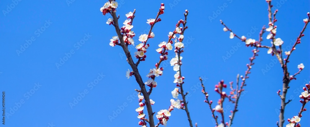 Beautiful apricot blossom, apricot blossom against a blue sky. Beautiful apricot blossom, apricot blossom against a blue sky.