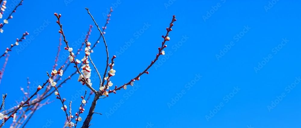 Obraz premium Beautiful apricot blossom, apricot blossom against a blue sky.