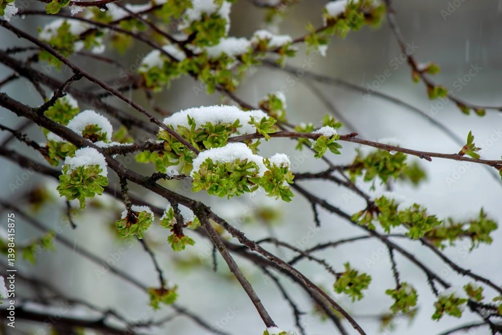 Snow-covered buds on a tree branch. Snowy spring Snow-covered buds on a tree branch. Snowy spring