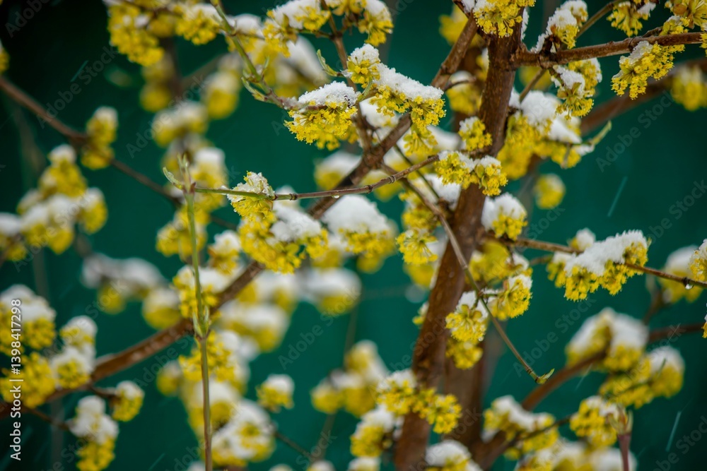 Snow-covered buds on a tree branch. Snowy spring Snow-covered buds on a tree branch. Snowy spring