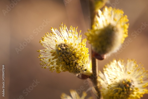 beautiful willow blossom in spring