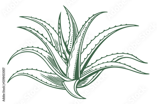 Aloe Vera Plant Detailed Vector Illustration for Botanical and Herbal Uses