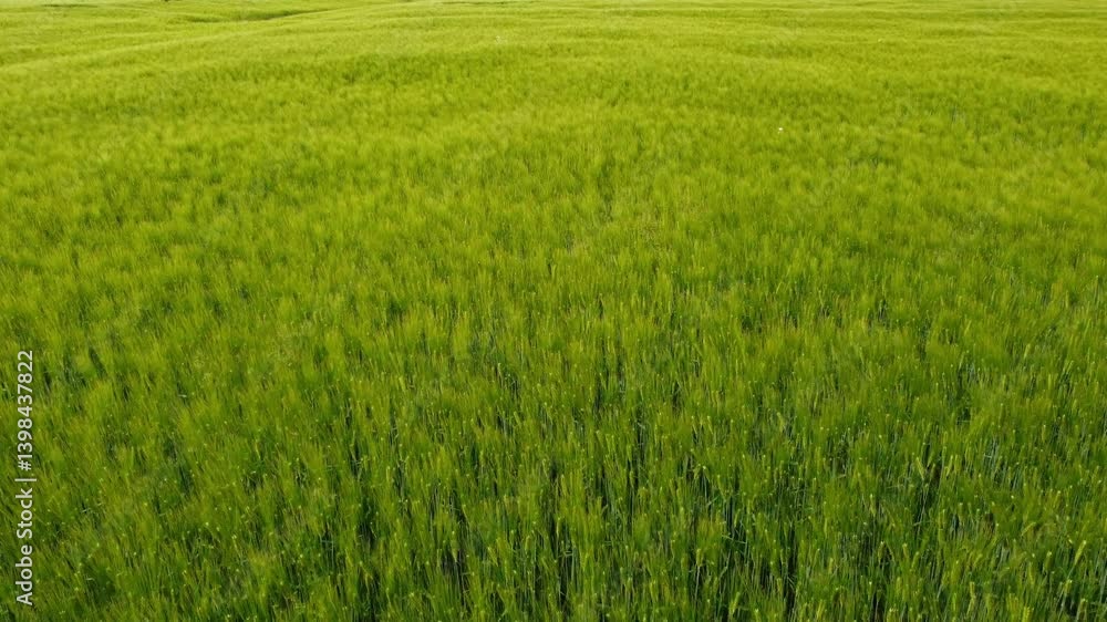 Green Field Wheat Swaying in the Wind Video Green Field Wheat Swaying in the Wind Video