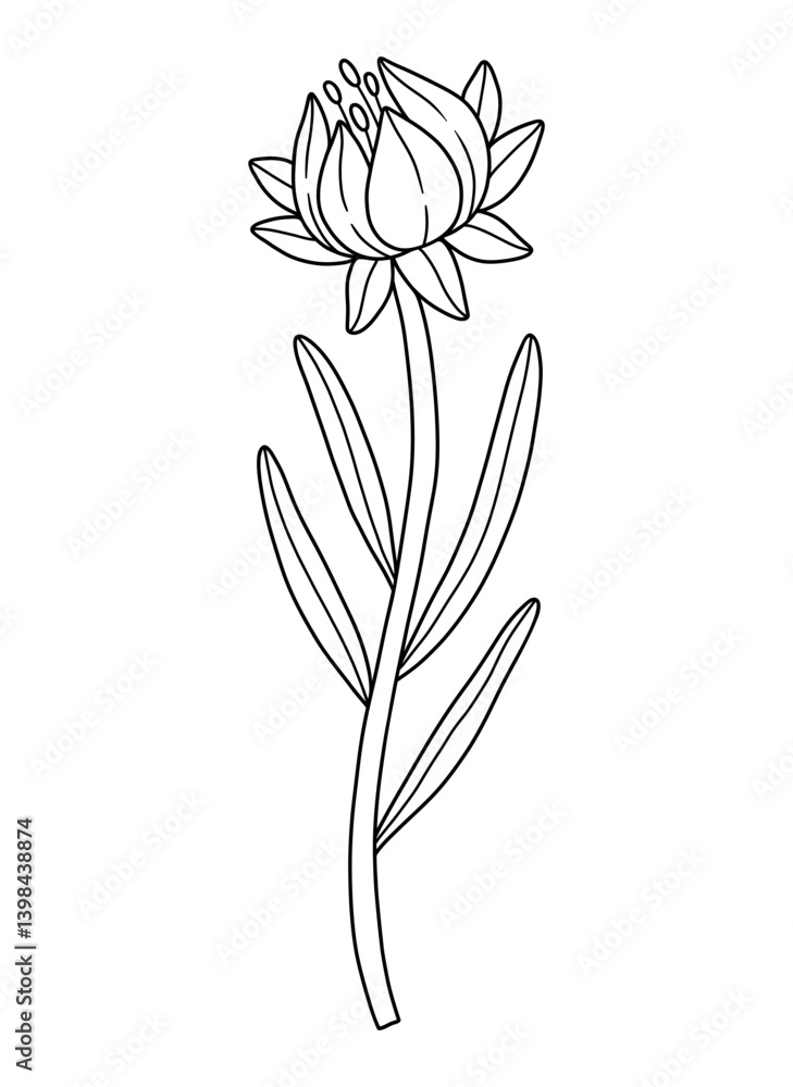 Closed wildflower bud with anthers, line art style. Blooming wild plant coreopsis, meadow flower, contour. Botanical elements for design projects, ink outline. Detailed floral vector illustration Closed wildflower bud with anthers, line art style. Blooming wild plant coreopsis, meadow flower, contour. Botanical elements for design projects, ink outline. Detailed floral vector illustration