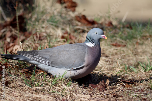 Photography wood pigeon