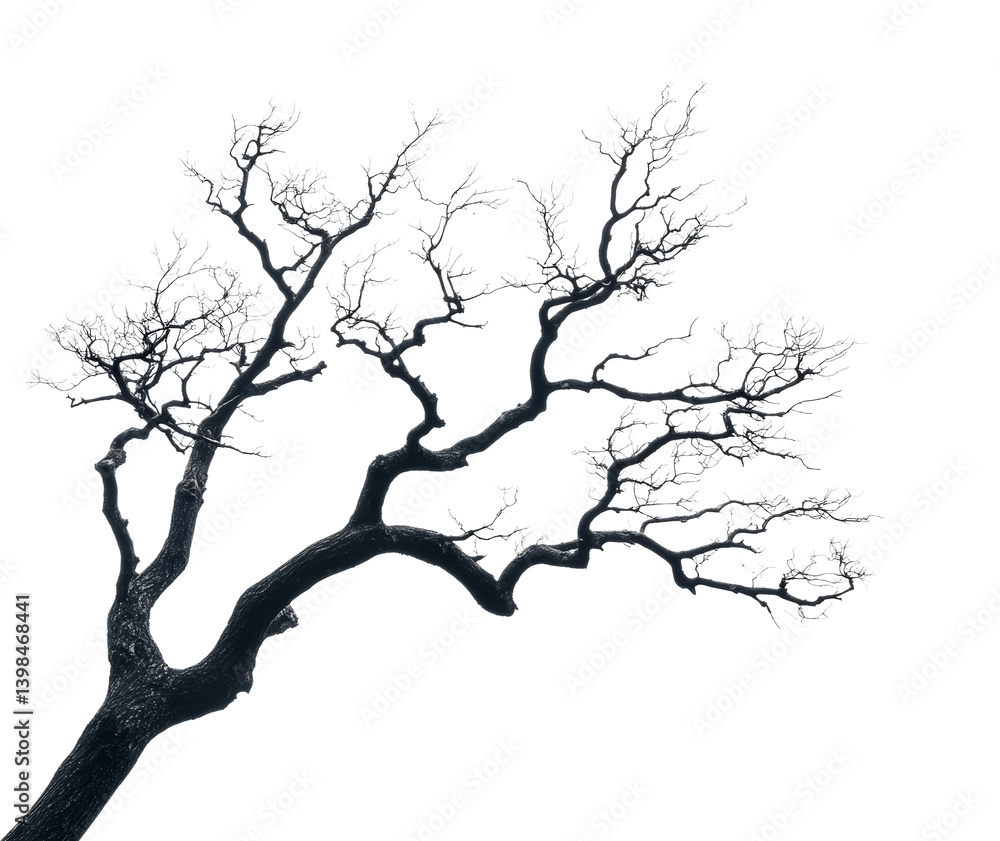 Fototapeta premium Eerie tree silhouette nature minimalist isolated on transparent background, png