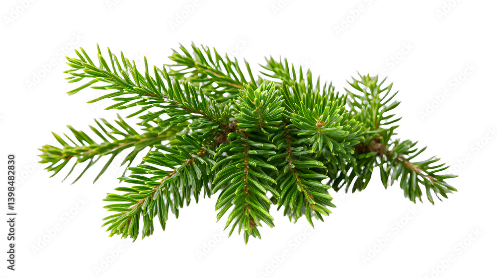 a green branch of a pine tree with needles on a transparent background, PNG image, PNG file, Generative art. a green branch of a pine tree with needles on a transparent background, PNG image, PNG file, Generative art.