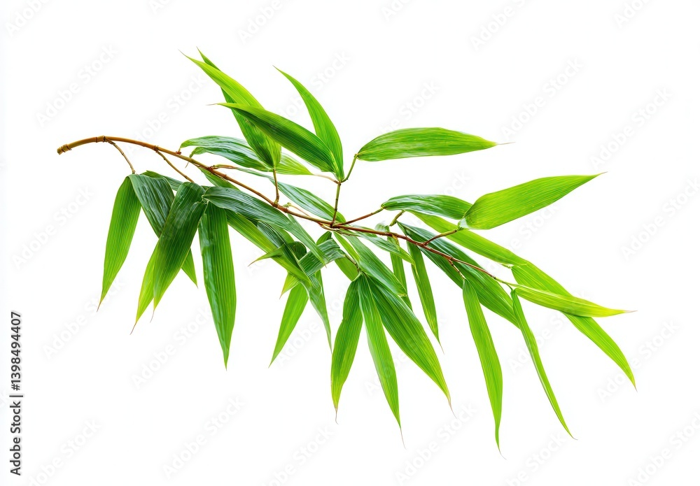 Fototapeta premium Green bamboo leaves on a branch against a bright white background.